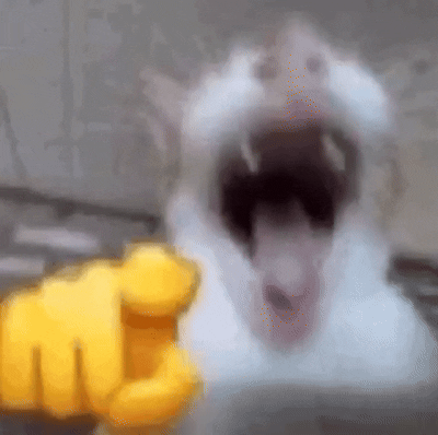 laughing-cat.gif